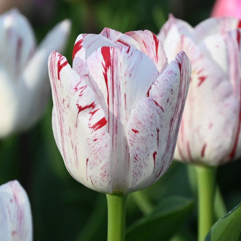 Tulipa 'One Direction' Tulipa 'One Direction'