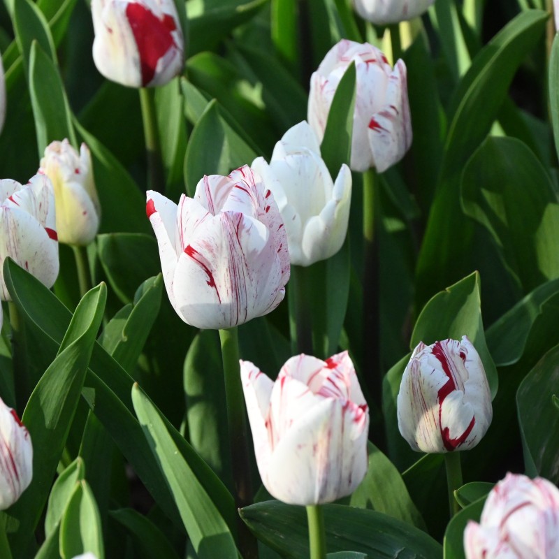 Tulipa 'One Direction' Tulipa 'One Direction'