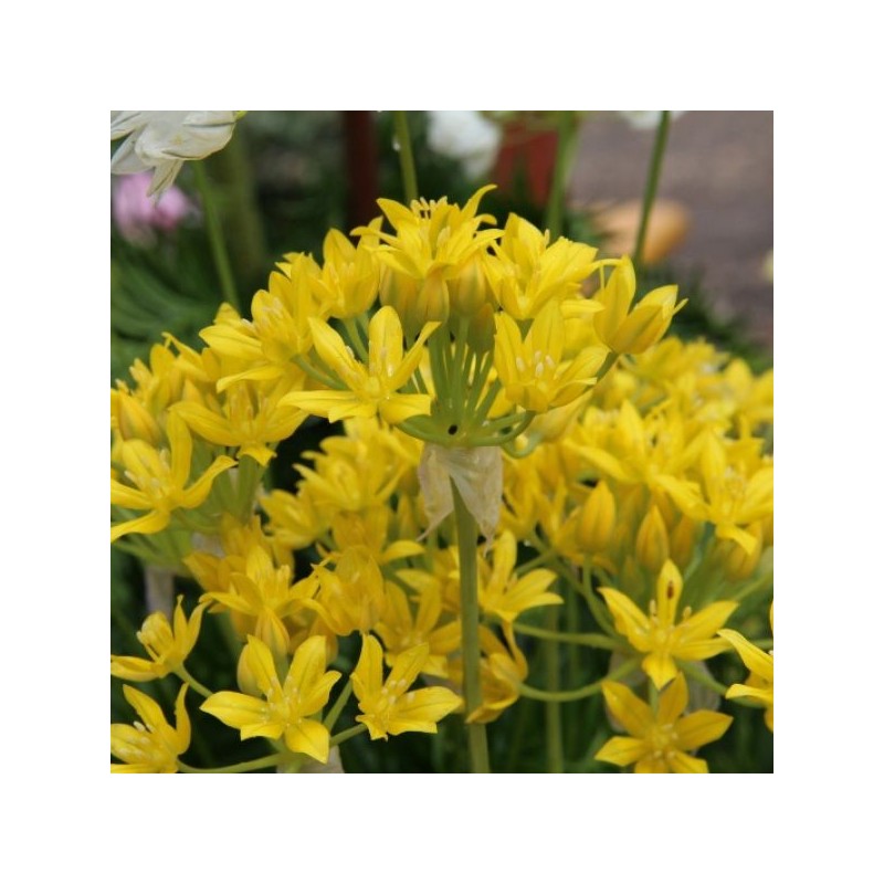 Allium moly 'Jeannine'