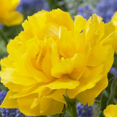 Tulipa 'Max Schmelz'