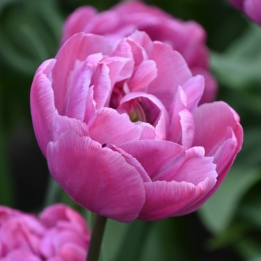Tulipa 'Rosy Diamond'