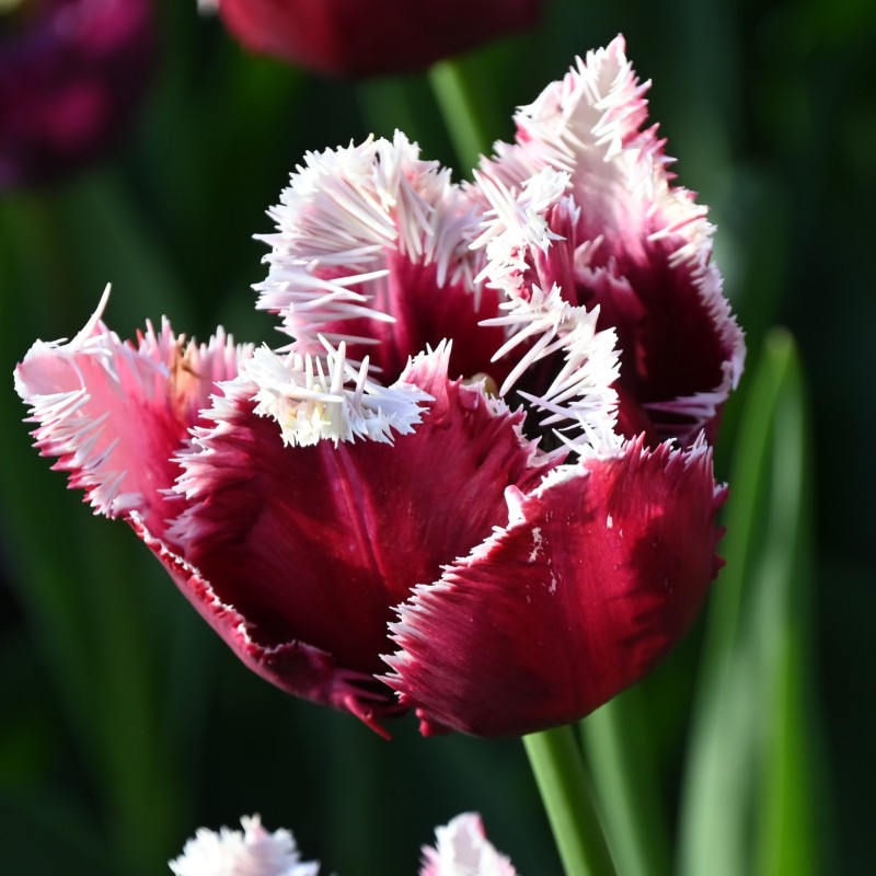 Tulipa 'San Pablo' Tulipa 'San Pablo'