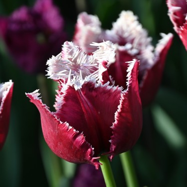 Tulipa 'San Pablo' Tulipa 'San Pablo'