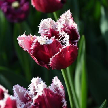Tulipa 'San Pablo' Tulipa 'San Pablo'