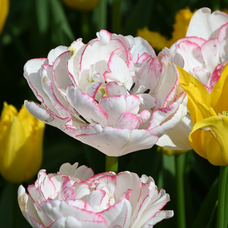Tulipa 'Wild Romance' ®