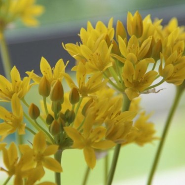 Allium moly 'Jeannine'