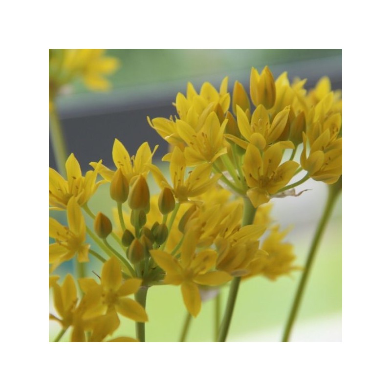 Allium moly 'Jeannine'