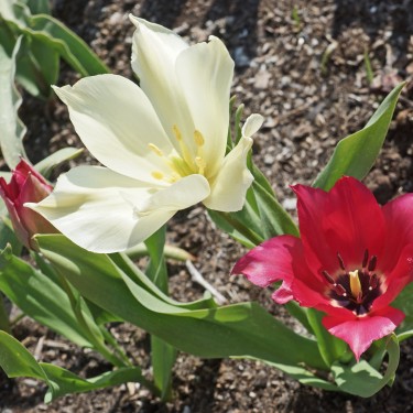 Tulipa confusa -mix-