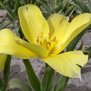Tulipa karabachensis Tulipa karabachensis
