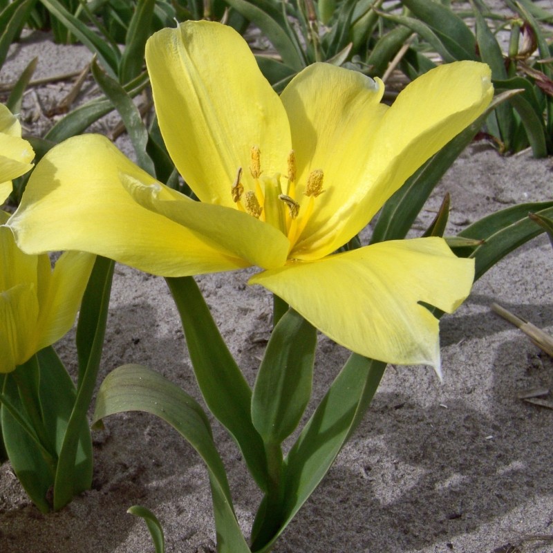 Tulipa karabachensis Tulipa karabachensis
