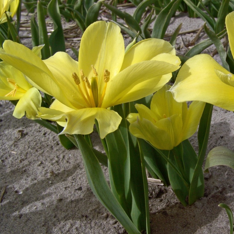 Tulipa karabachensis Tulipa karabachensis