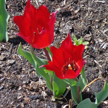 Tulipa confusa -red- Tulipa confusa -red-
