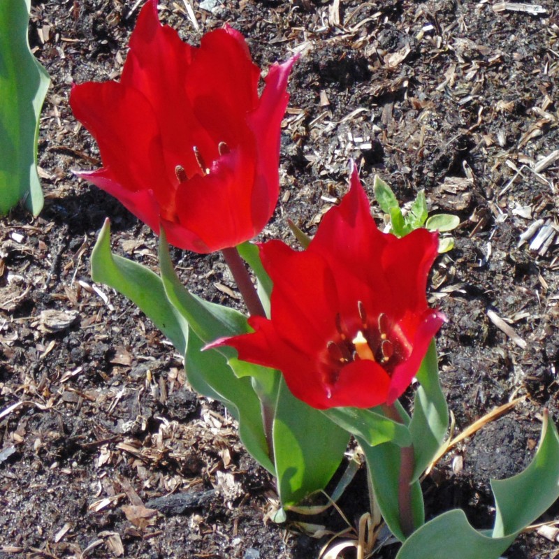 Tulipa confusa -red- Tulipa confusa -red-