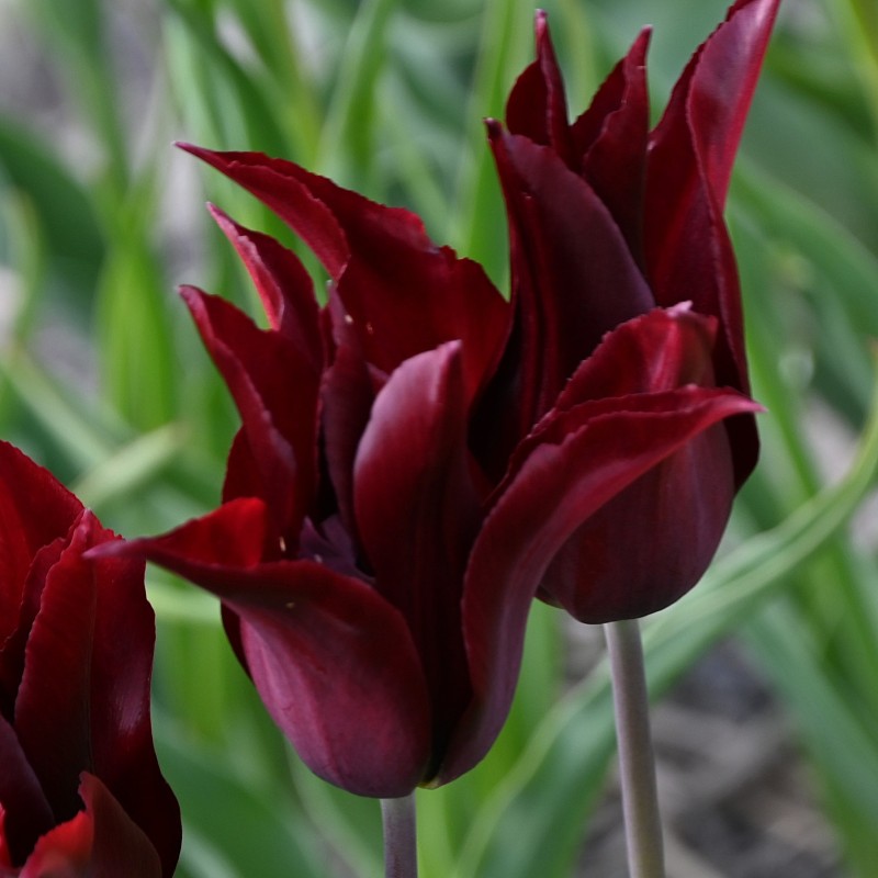 Tulipa 'Sarah Raven'