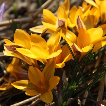 Crocus angustifolius