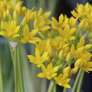 Allium moly 'Jeannine'