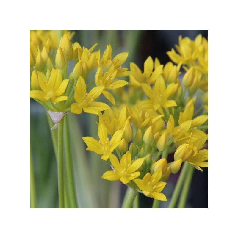 Allium moly 'Jeannine'