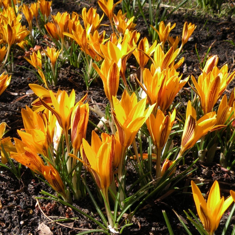 Crocus angustifolius