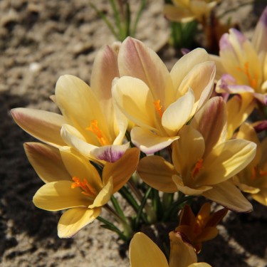 Crocus angustifolius 'Bronze Form'