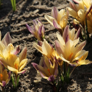 Crocus angustifolius 'Bronze Form'