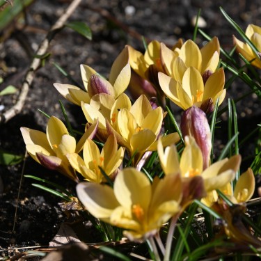 Crocus angustifolius 'Bronze Form'