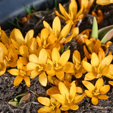 Crocus balansae 'Orange Monarch'