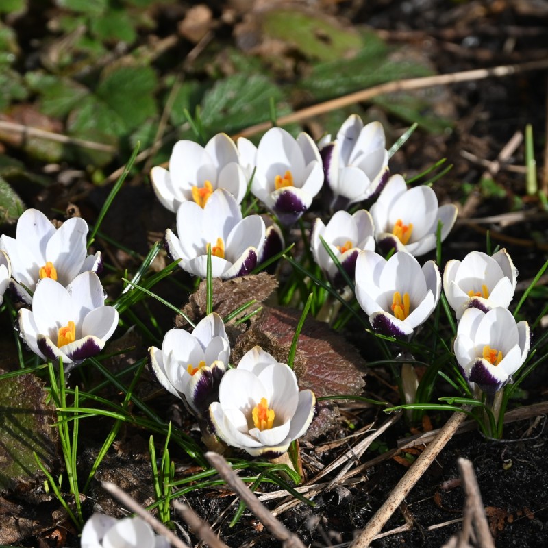 Crocus biflorus 'Violet Fog'