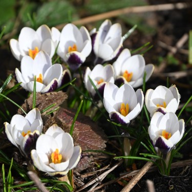 Crocus biflorus 'Violet Fog'
