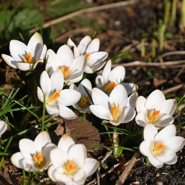 Crocus biflorus 'Violet Fog'