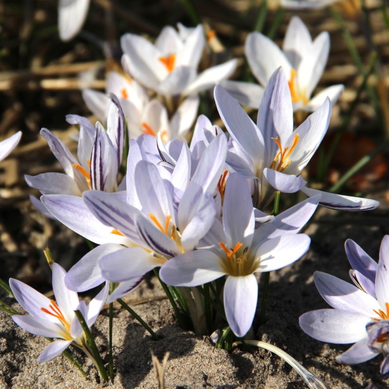 Crocus biflorus subsp. biflorus