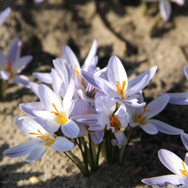 Crocus biflorus subsp. biflorus