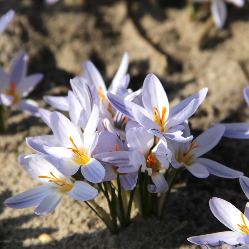 Crocus biflorus subsp. biflorus