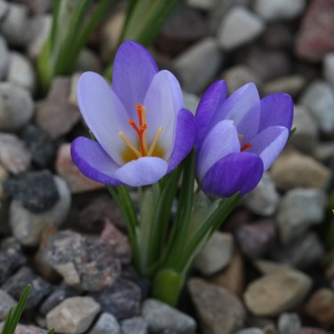Crocus biflorus subsp. tauri