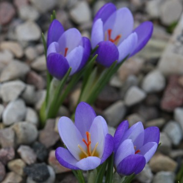 Crocus biflorus subsp. tauri