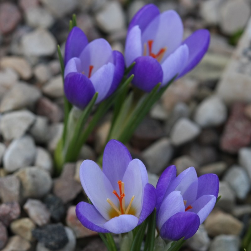 Crocus biflorus subsp. tauri