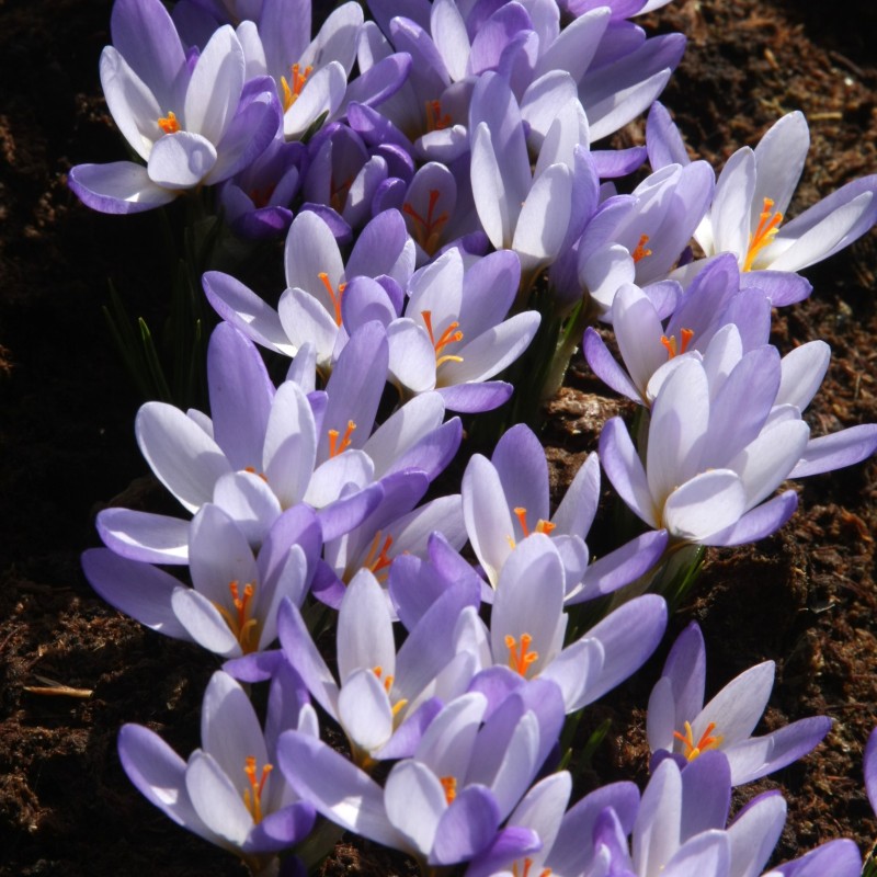 Crocus biflorus subsp. tauri
