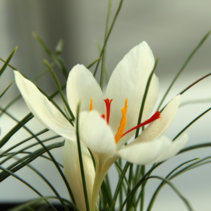 Crocus cartwrightianus 'Albus'