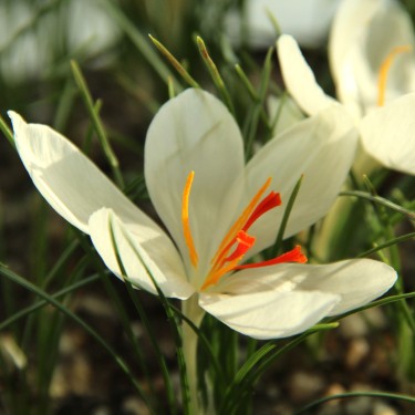 Crocus cartwrightianus 'Albus'