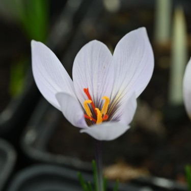 Crocus cartwrightianus 'Marcel'
