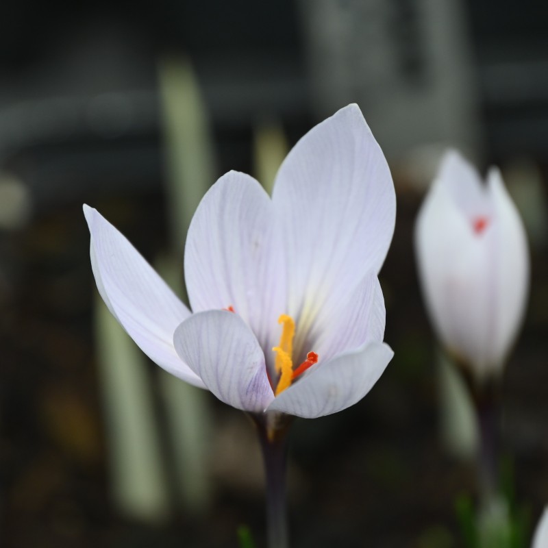 Crocus cartwrightianus 'Marcel'