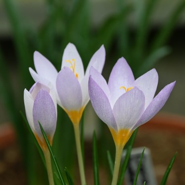 Crocus caspius