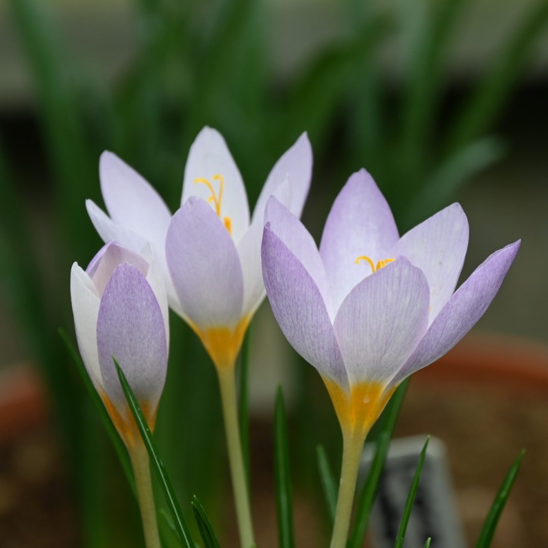 Crocus caspius