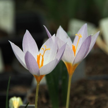 Crocus caspius