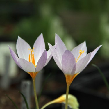 Crocus caspius