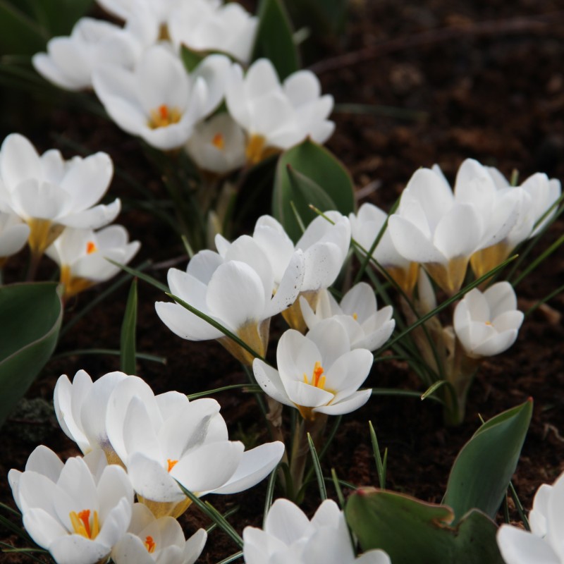 Crocus chrysanthus 'Ard Schenk'