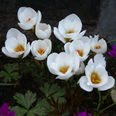 Crocus chrysanthus 'Ard Schenk'
