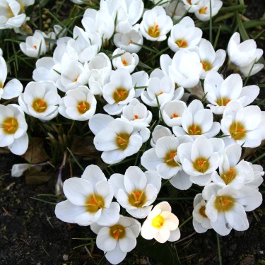 Crocus chrysanthus 'Ard Schenk'