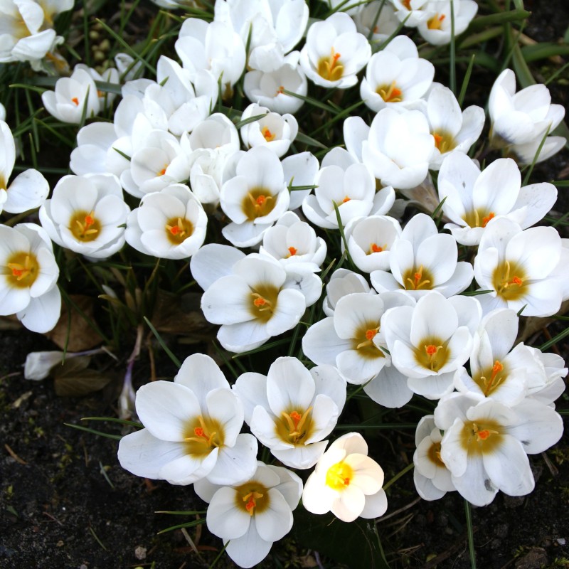 Crocus chrysanthus 'Ard Schenk'