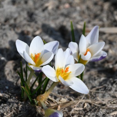 Crocus chrysanthus 'Blue Bird'
