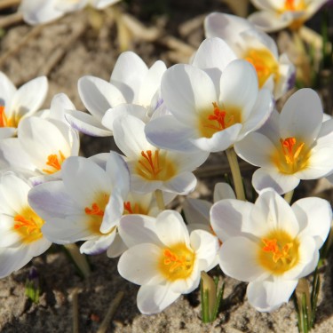 Crocus chrysanthus 'Blue Bird'